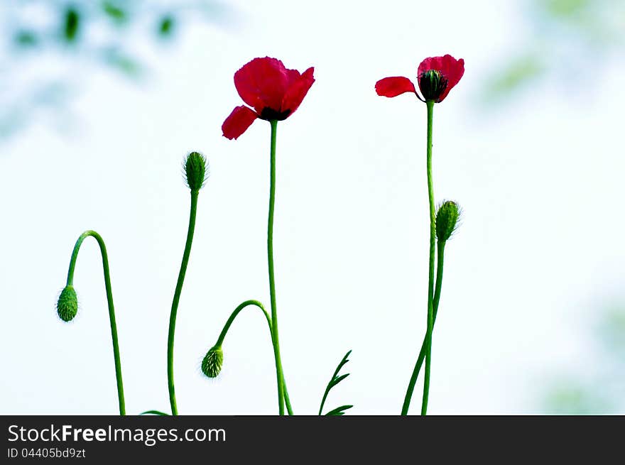 Silhouettes of Red poppies Horizontal orientation.