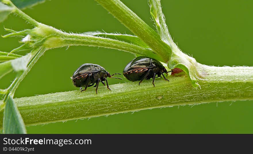 Shield bug Coptosoma scutellatum on a clover. Plataspididae.