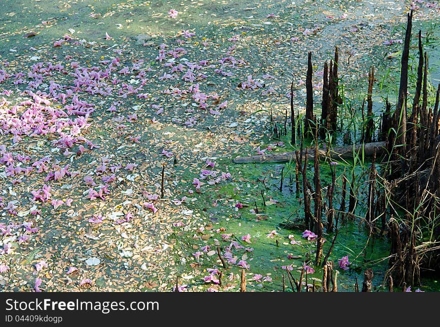 A small natural pond is polluted when things such as garbage, leaves, and flowers fall into it. A small natural pond is polluted when things such as garbage, leaves, and flowers fall into it.