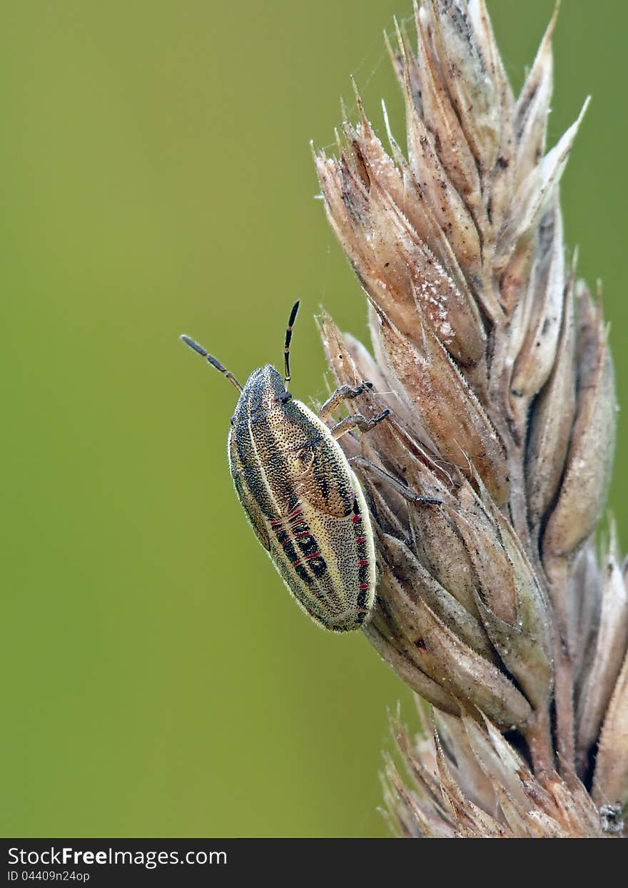 Bishop's Mitre Bug's nymph (Aelia acuminata) on a bent. Bishop's Mitre Bug's nymph (Aelia acuminata) on a bent.