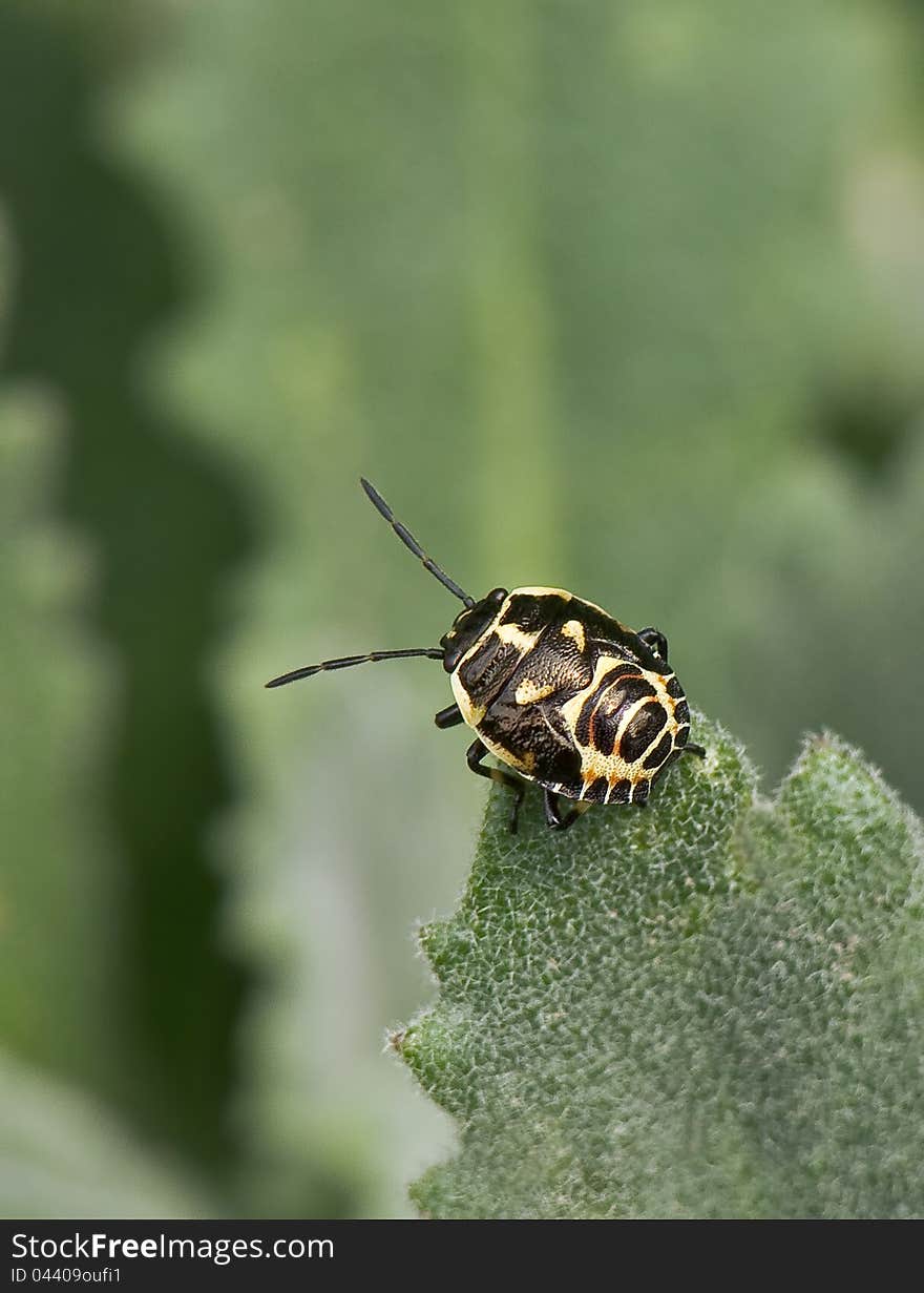 The crucifer shield bug (Eurydema oleracea) on a leaf. Pentatomidae.