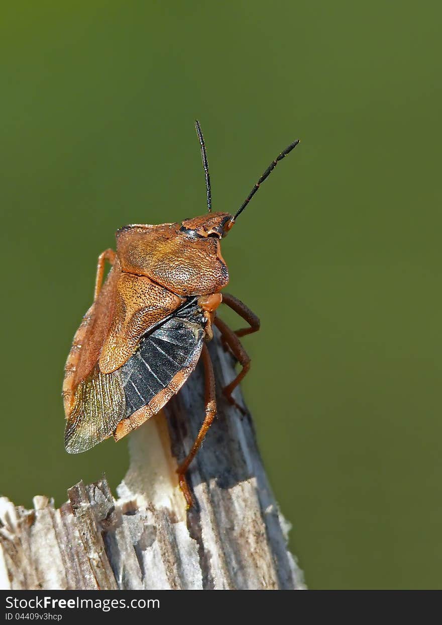 Shield bug Carpocoris purpureipennis witout one wing. Pentatomidae