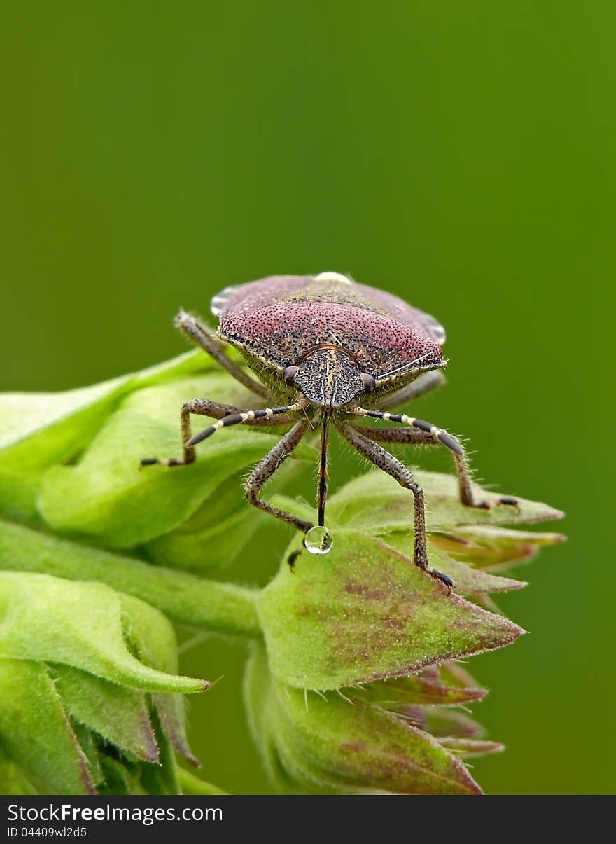 Sloe bug (Dolycoris baccarum) an a flower with water drop. Pentatomidae. Sloe bug (Dolycoris baccarum) an a flower with water drop. Pentatomidae.