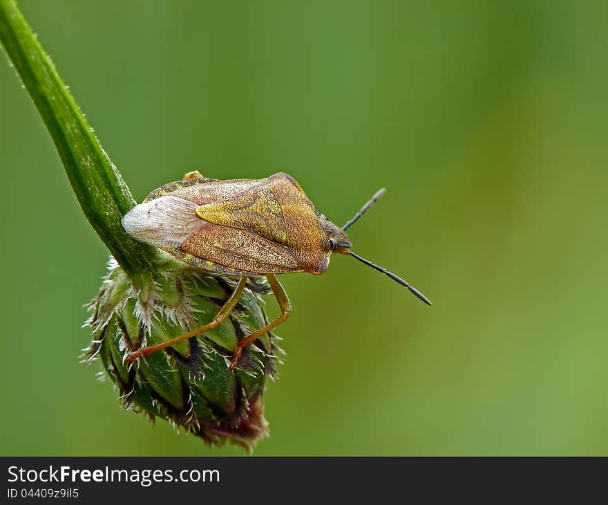 Shield bug Carpocoris purpureipennis on a Plumeless thistle. Pentatomidae.