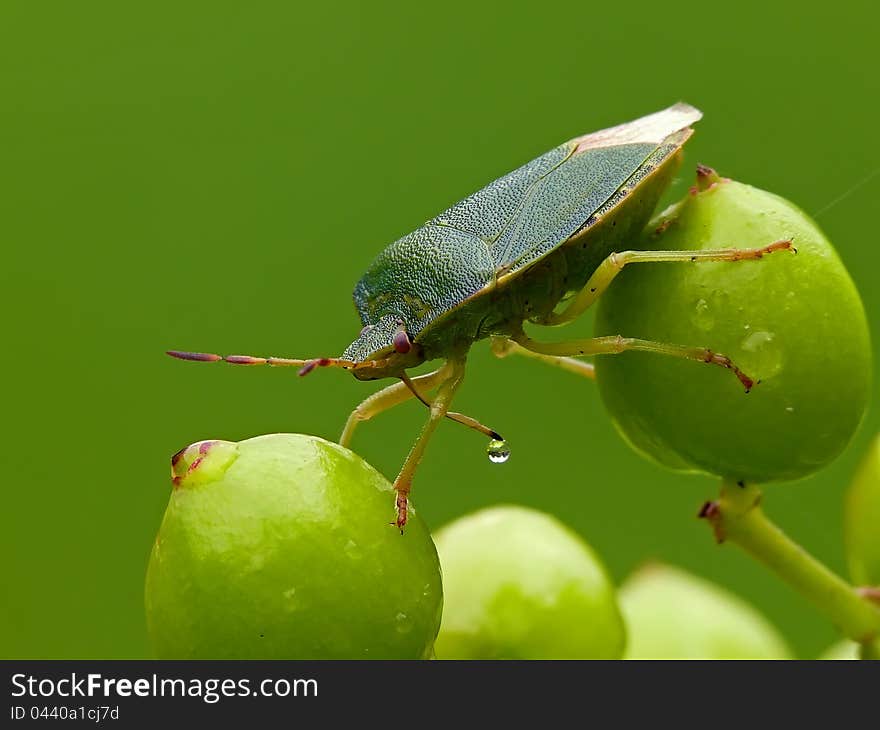 The green shield bug (Palomena prasina. Pentatomidae) on a fruits of Guelder Rose.