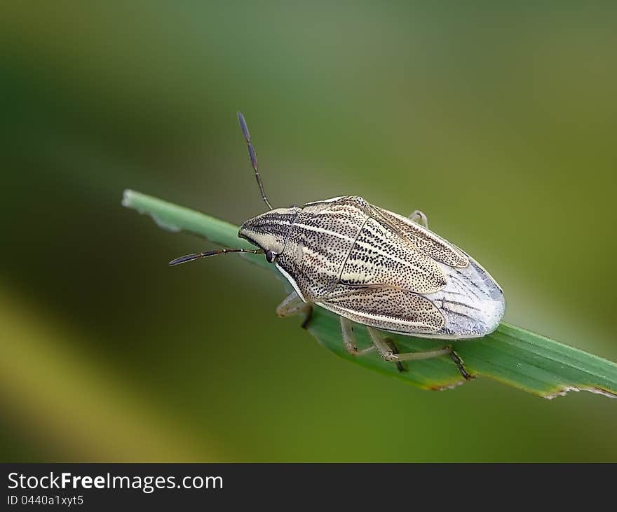 Bishop's Mitre Bug (Aelia acuminata) on a leaf. Bishop's Mitre Bug (Aelia acuminata) on a leaf.