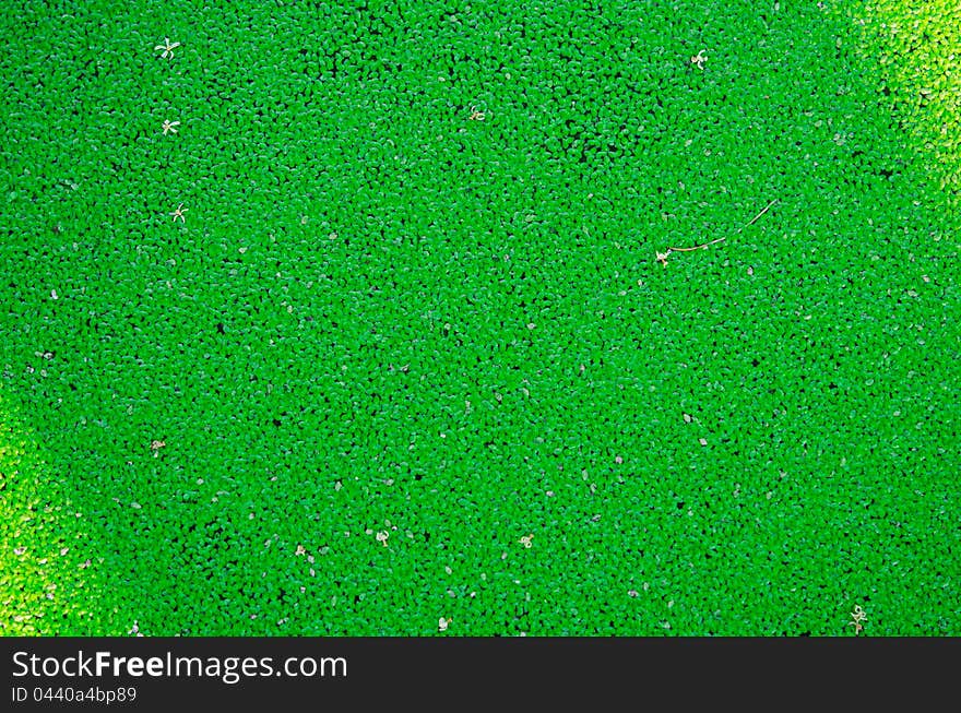 A pond is covered with green water weed, making the water polluted, yet beautiful