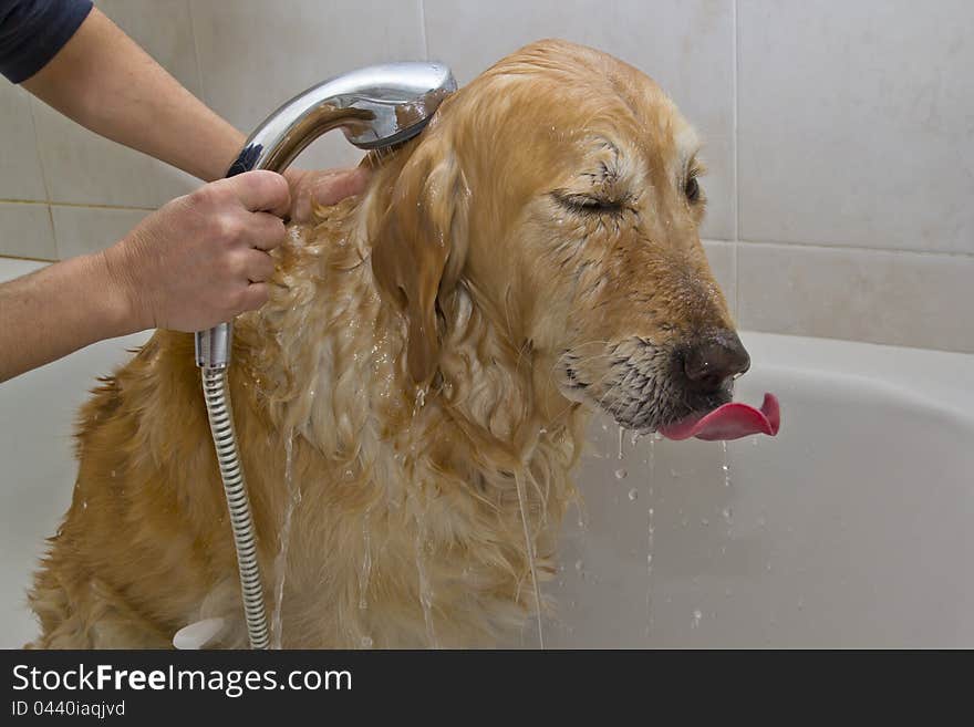 Bathroom to a dog