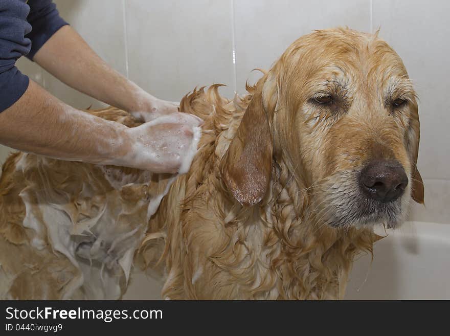 Bathroom to a dog