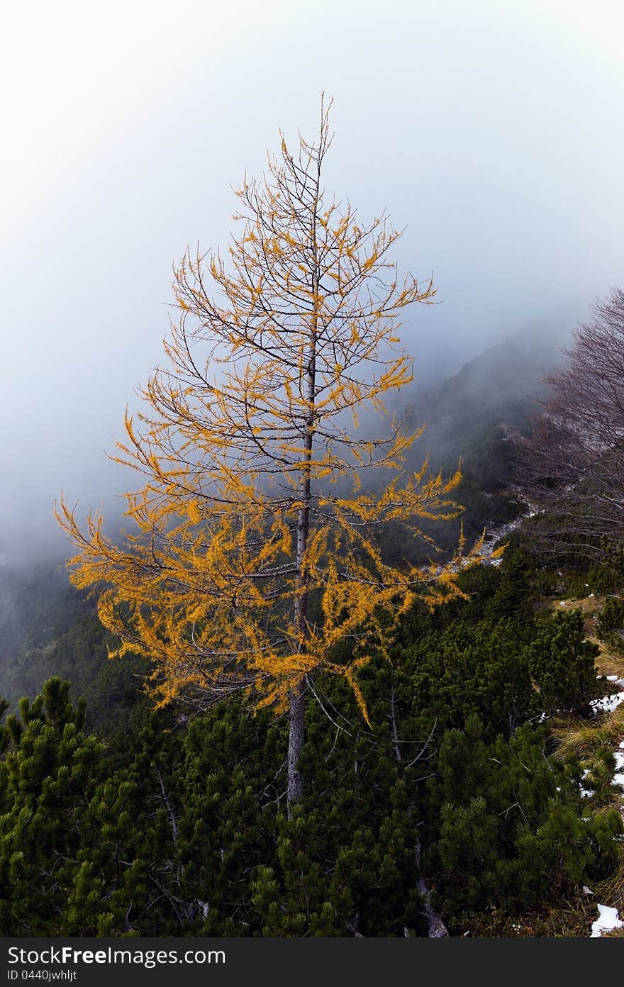 View To Larch