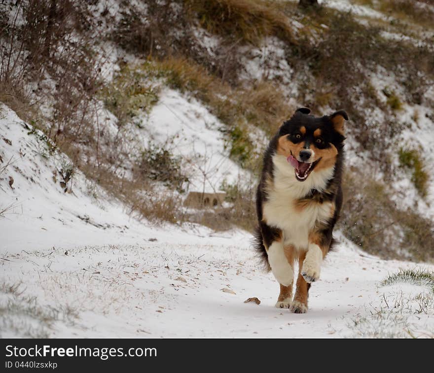 Dog Running In Snow