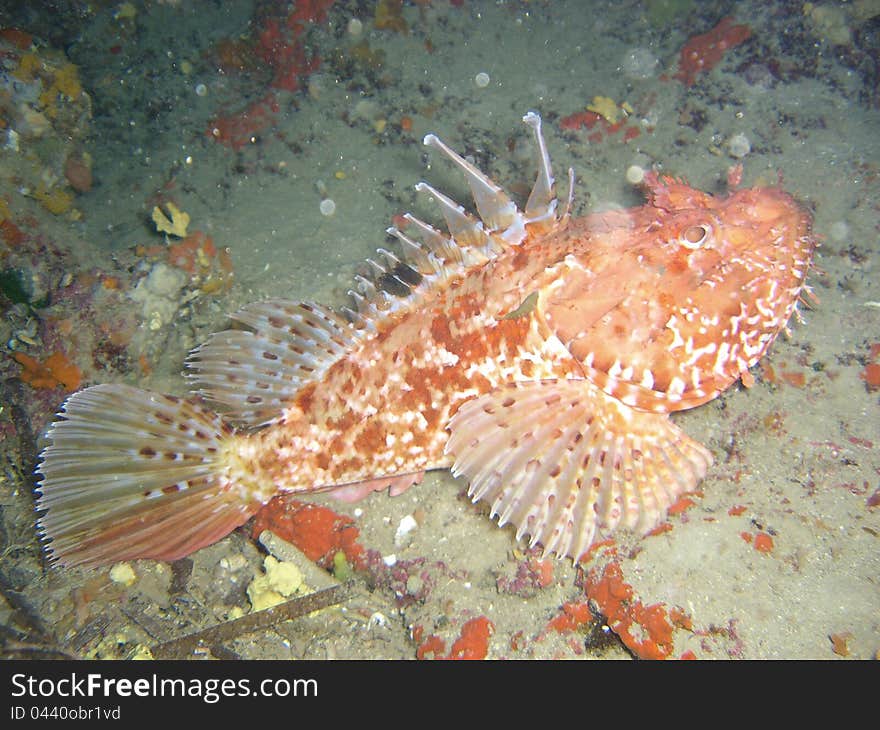 Scorpionfish in Mediterranean Sea