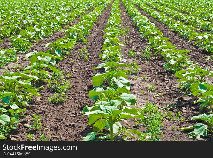 It represents a field full of potato plants, just rising from the dirt. It represents a field full of potato plants, just rising from the dirt