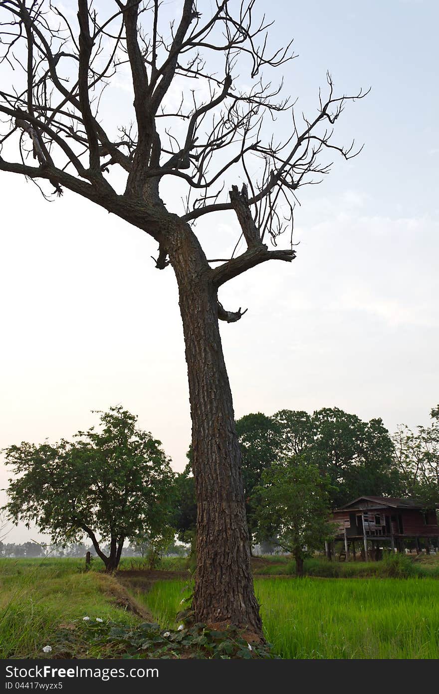 Dead trees, abandoned house in the middle of a cornfield. Dead trees, abandoned house in the middle of a cornfield.