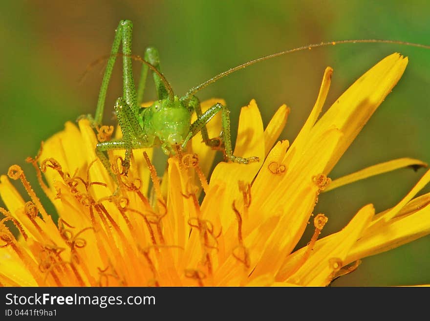 Green locust on flower