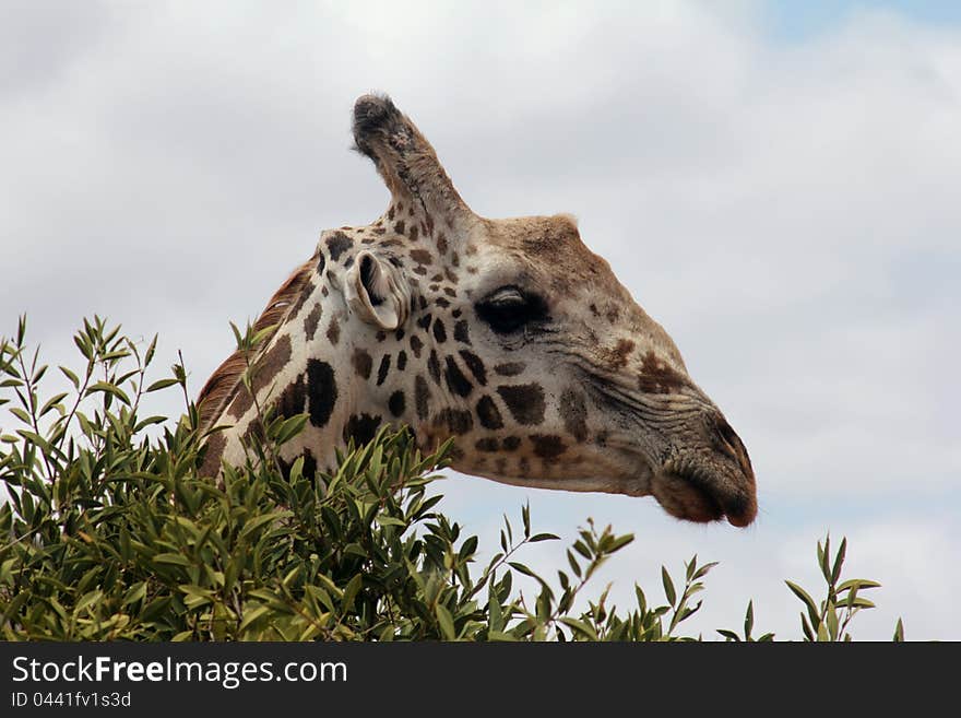 Taken in the Masai Mara in Septembe, a giraffe peers out from behind a bush. Taken in the Masai Mara in Septembe, a giraffe peers out from behind a bush.