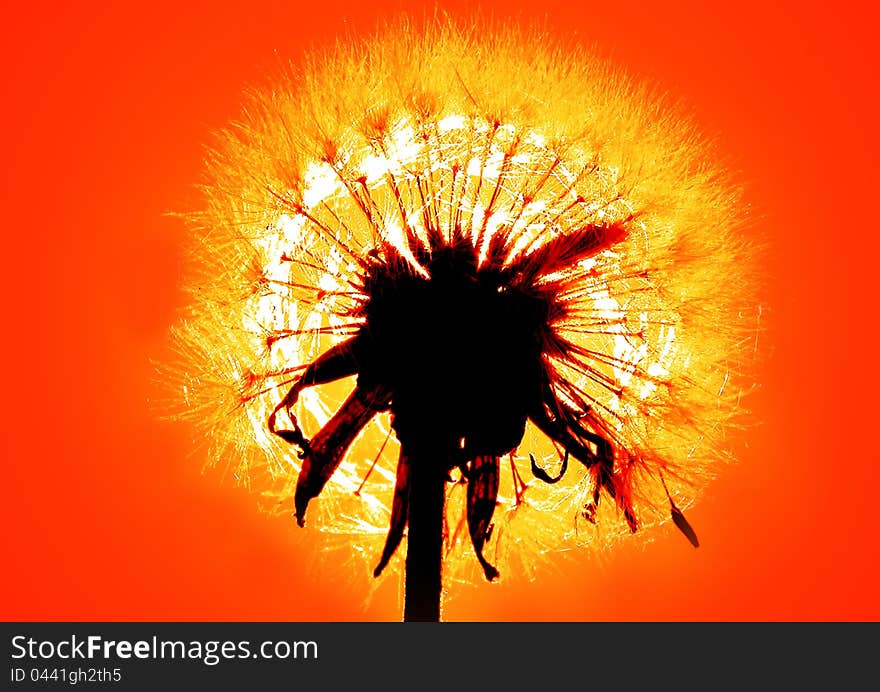 Orange flower on sunny background