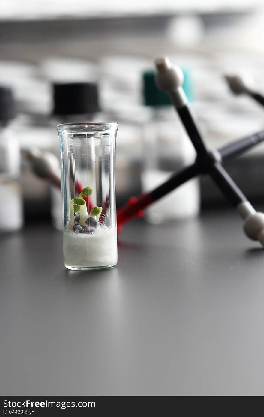 Research in biotechnology showing a glass tube with growing plants standing in front of other research equipments. Research in biotechnology showing a glass tube with growing plants standing in front of other research equipments