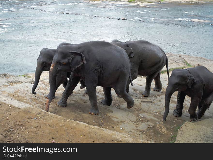 Elephants near river