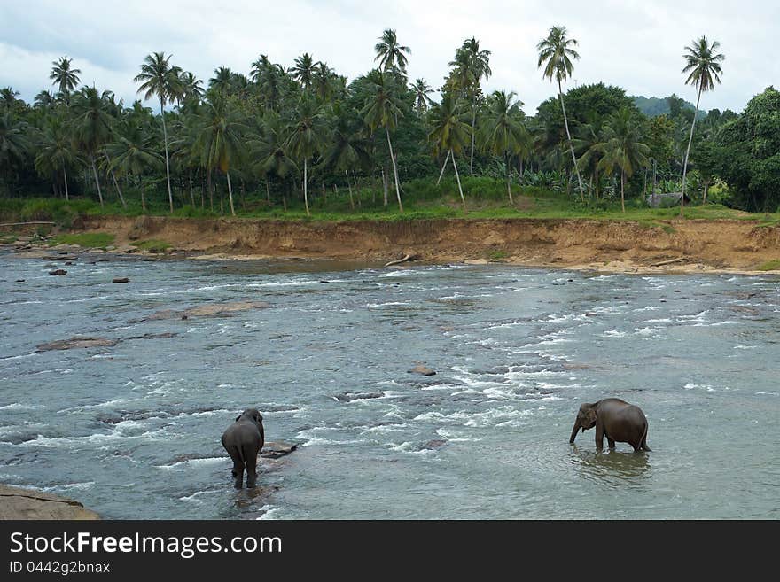 Elephants in the river