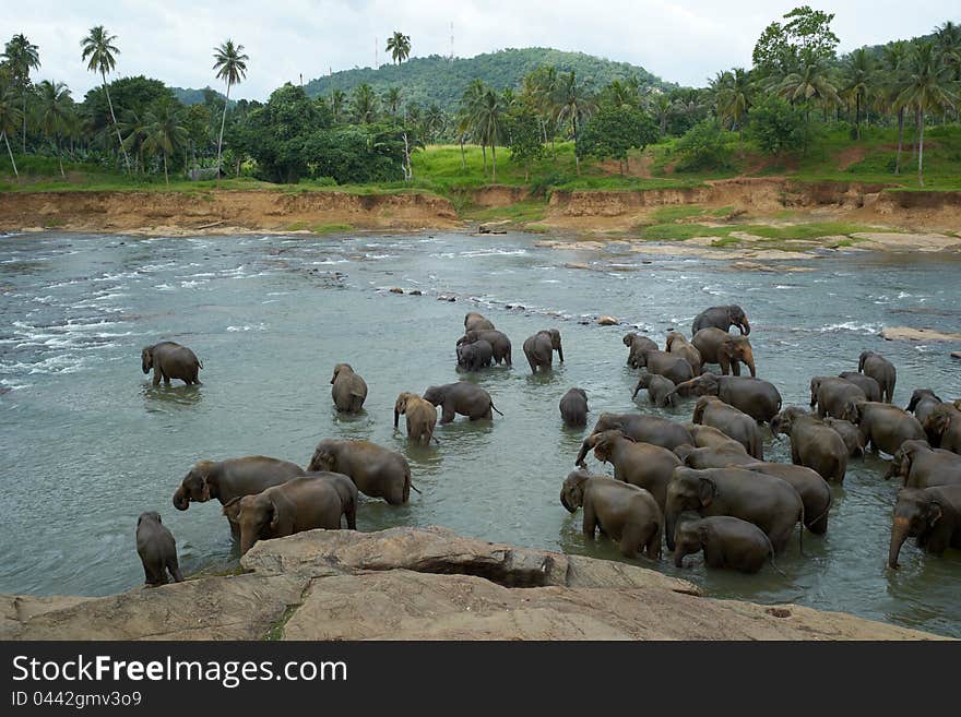 Elephants in the river