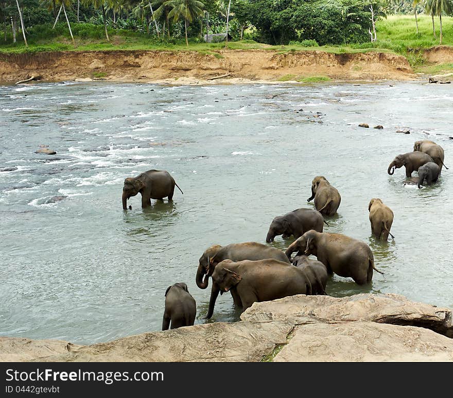 Elephants in the river