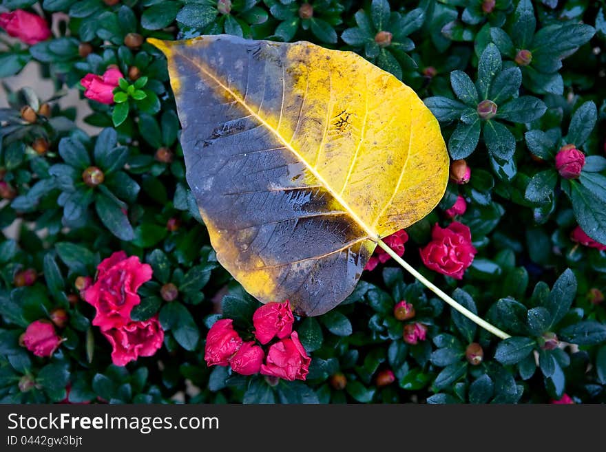 A wet yellow leaf in a field of flowers