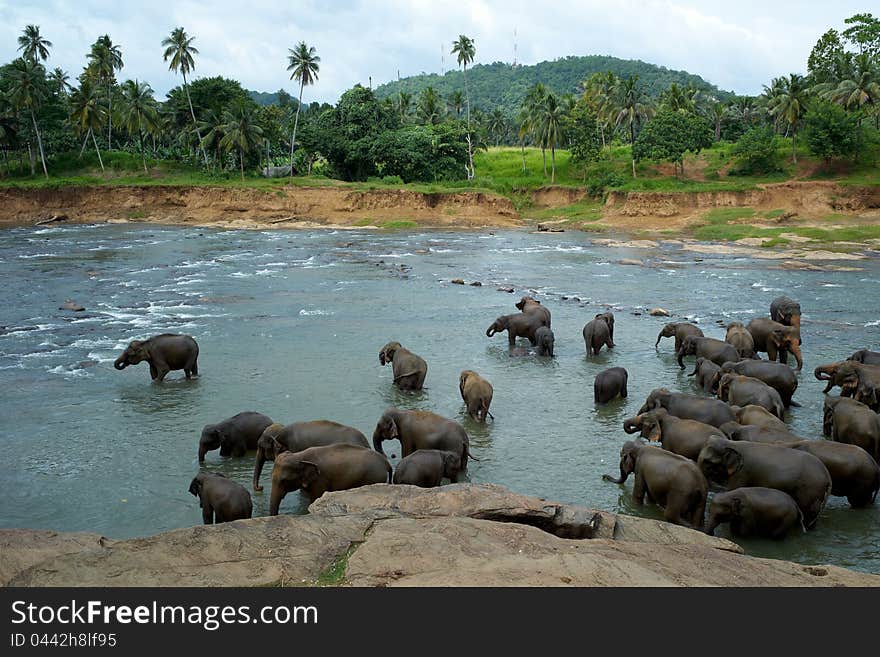 Elephants In The River