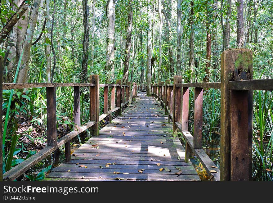 Wooden Bridge Through Peat Swamp Forest