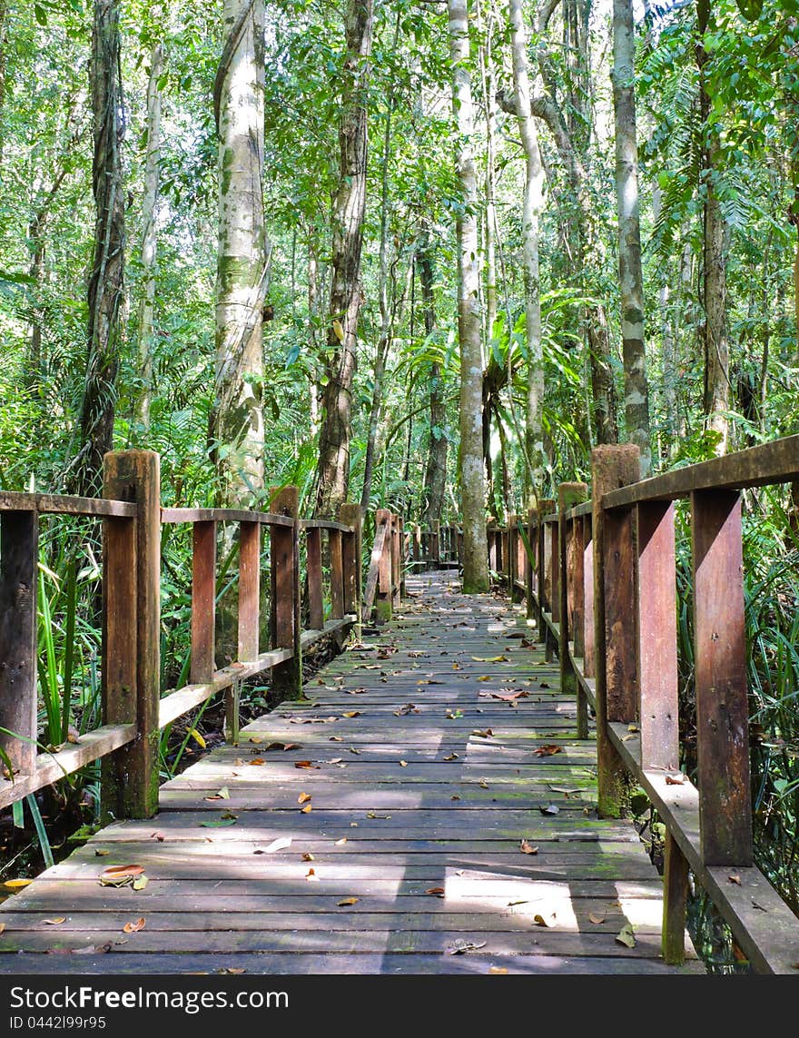 Wooden bridge through peat swamp forest