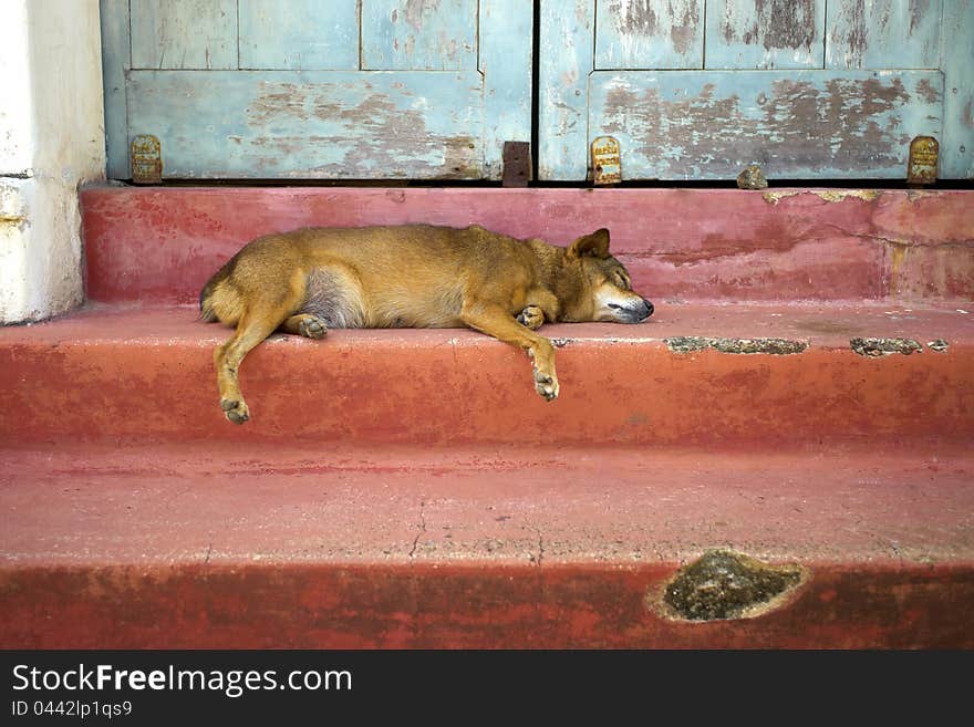 Dog sleeping on stairs