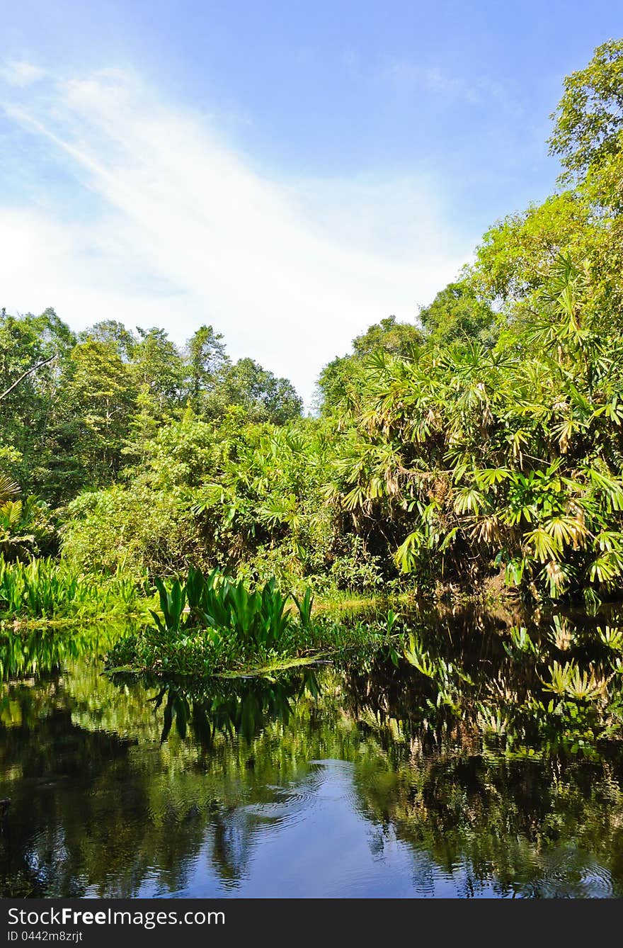 Peat swamp forest