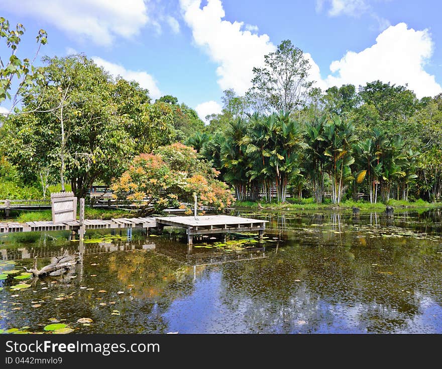 Peat swamp forest with reflection