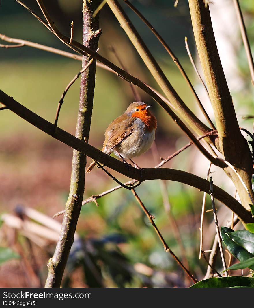 Robin Redbreast &x28;Erithacus Rubecula&x29