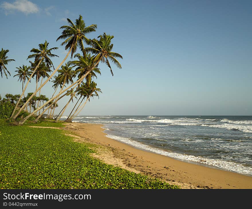 Sea and coconut palm on the beach.