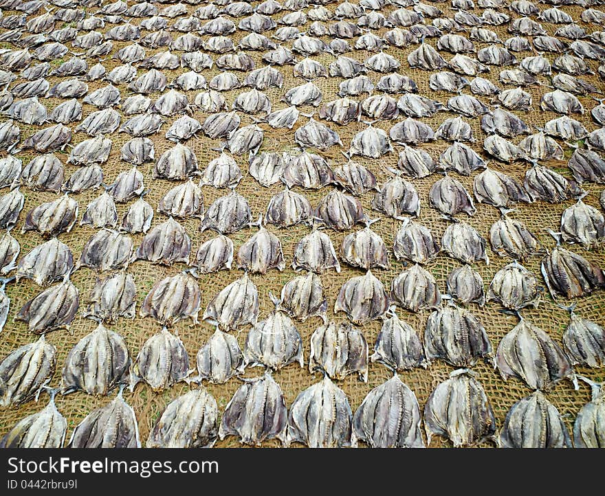 Fishes drying on net