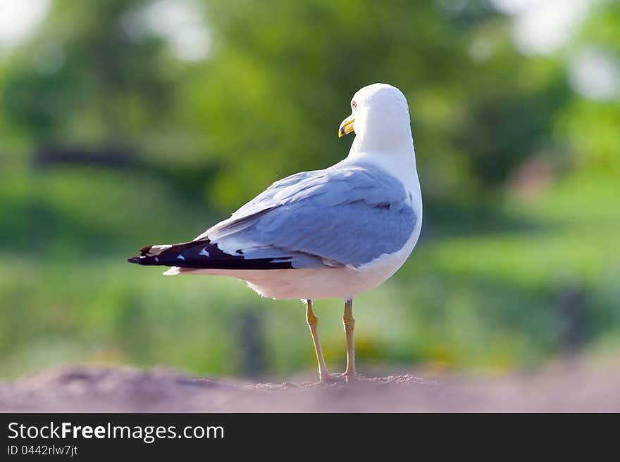 Seagull