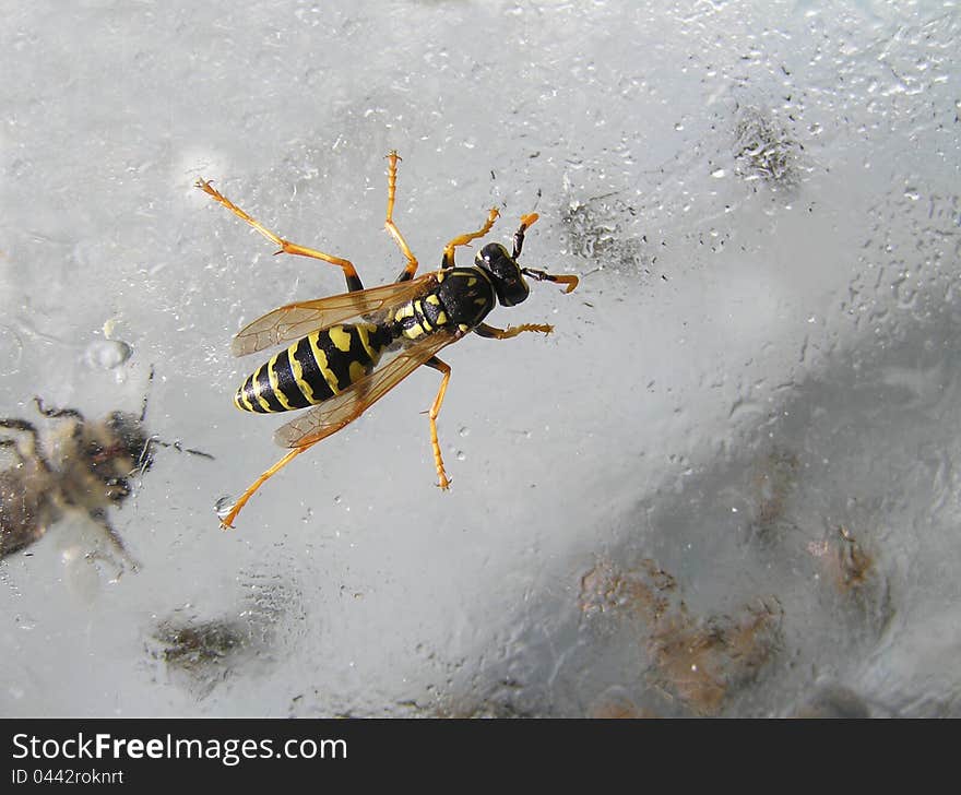 Wasp is on a glass jar with sugar syrup. It is attracted by the smell of sugar. Wasp is on a glass jar with sugar syrup. It is attracted by the smell of sugar.