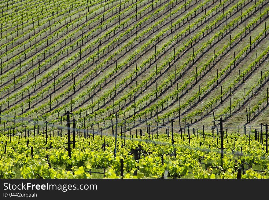 Grapevines on a hillside in California. Grapevines on a hillside in California