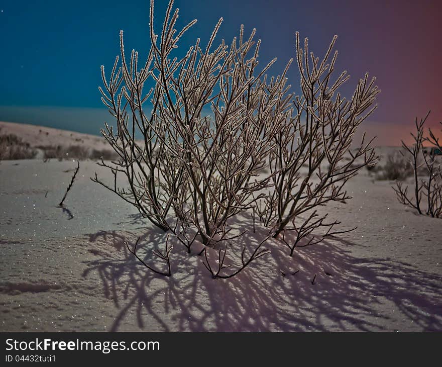 Frozen tree on a cold winter night in Iceland. Frozen tree on a cold winter night in Iceland