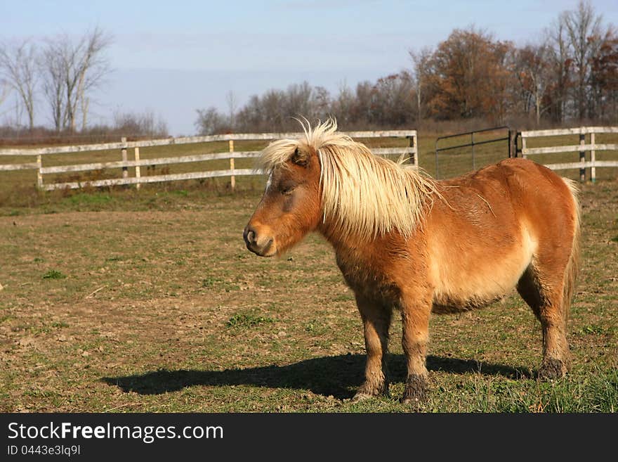 Miniature horse on late fall morning in sun