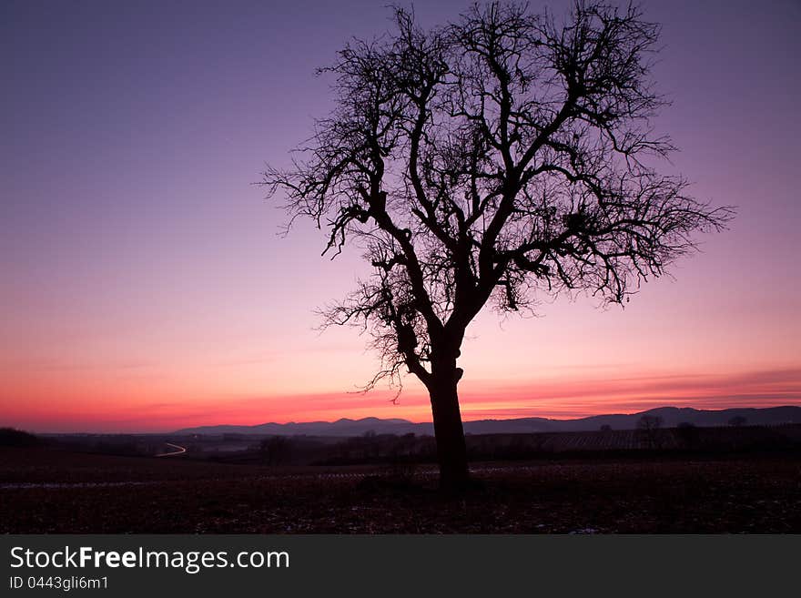 Single tree after sunset with violet skies, Pfalz