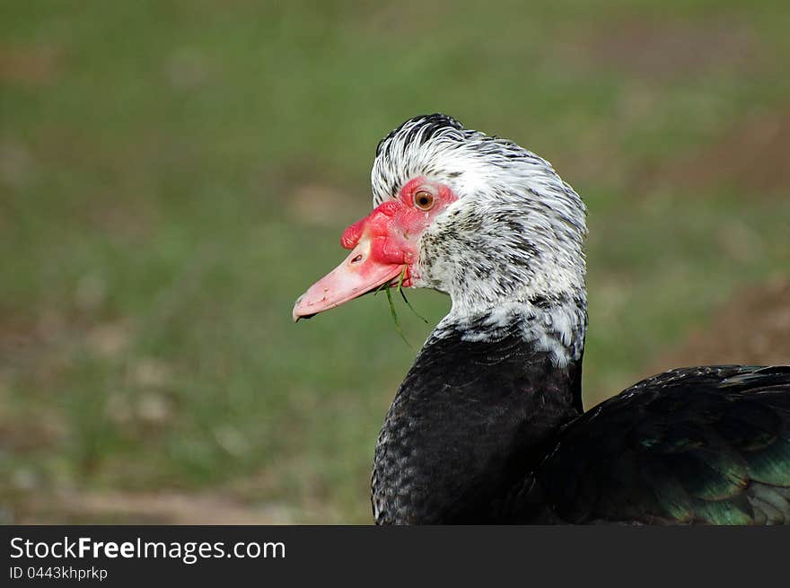 Muscovy Duck