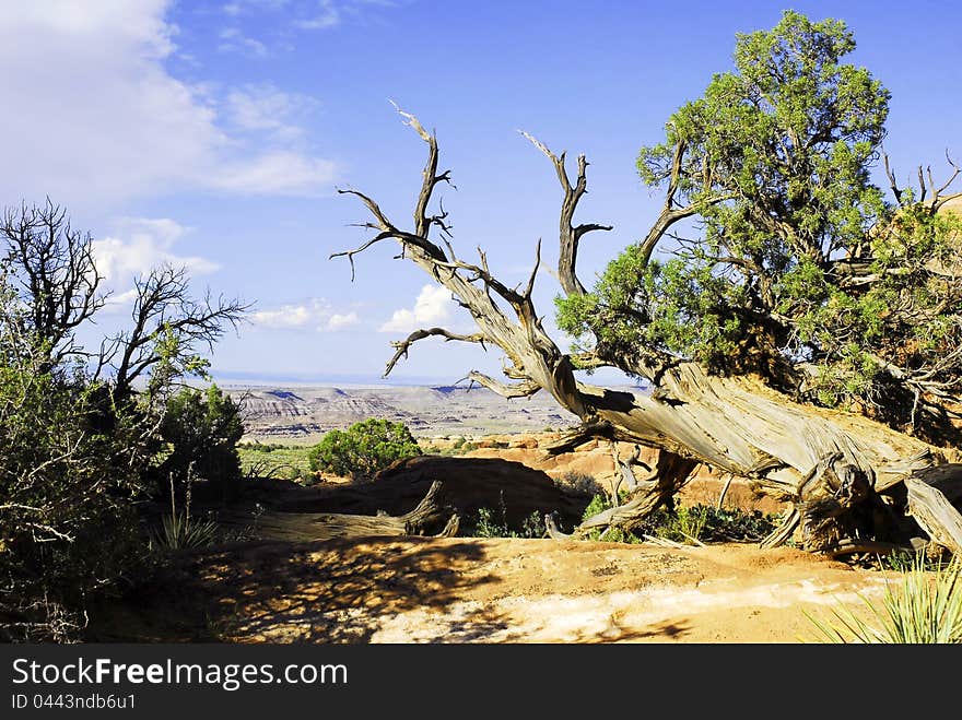 A dead tree strtches across the image of desert landscape in Arizona, USA. A dead tree strtches across the image of desert landscape in Arizona, USA