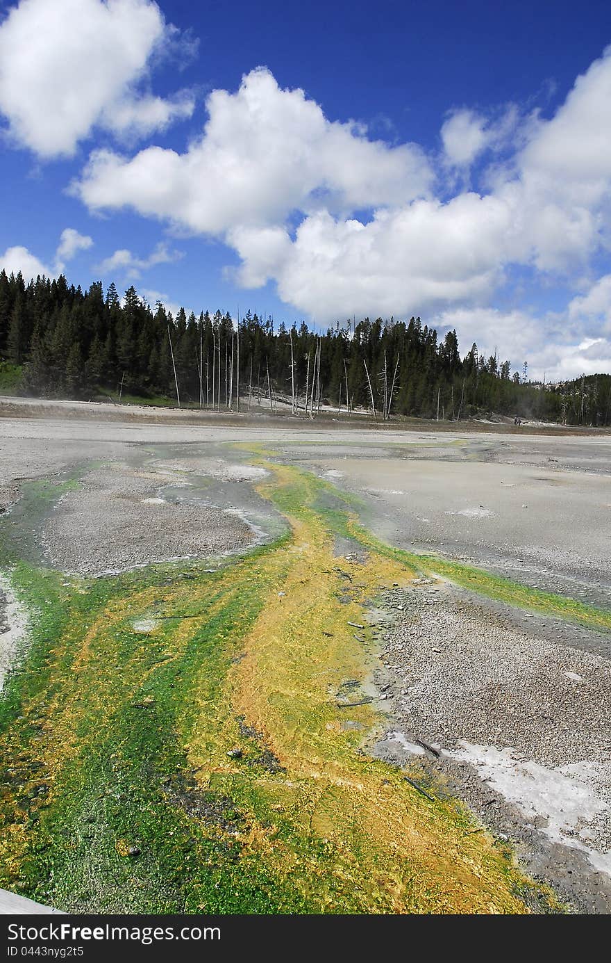 Green and Yellow mineral deposits meander in the distance of a hot spring field in Yellowstone National Park. Green and Yellow mineral deposits meander in the distance of a hot spring field in Yellowstone National Park