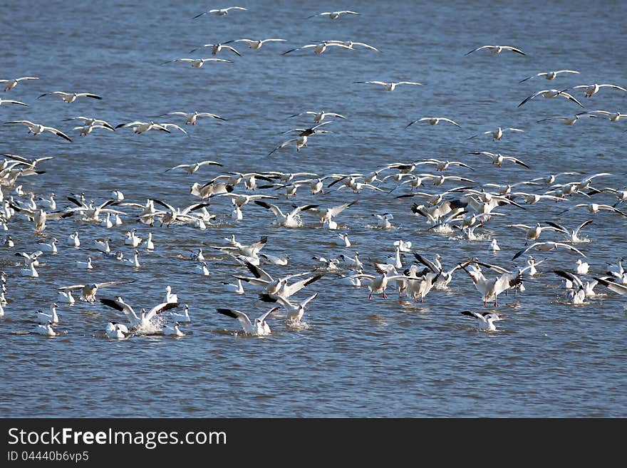 Snow Geese Landing In The Lake