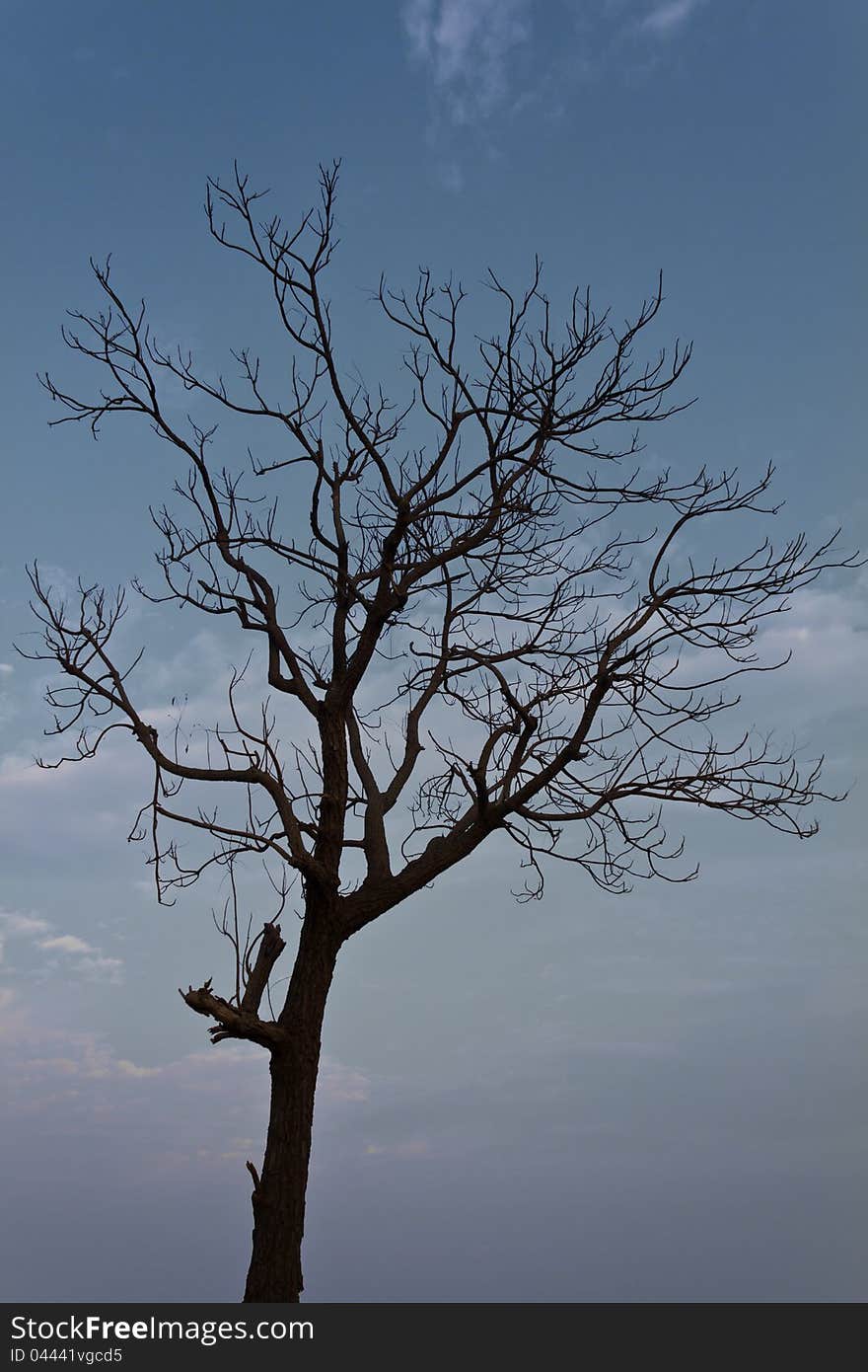 Silhouette of a dead tree in a dry, blue sky. Silhouette of a dead tree in a dry, blue sky.