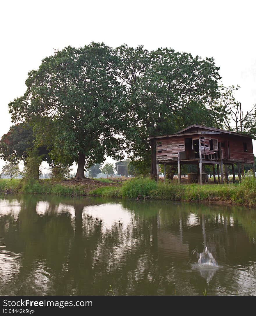 Abandoned house and a tree in the nearby waters. Abandoned house and a tree in the nearby waters.