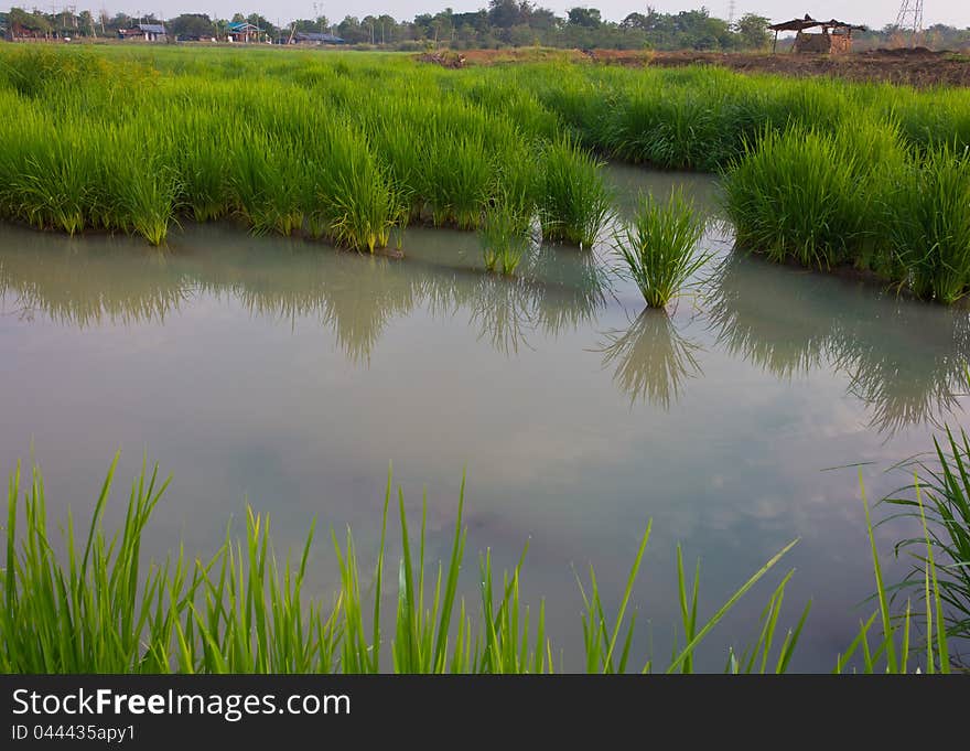 Water is a space between the rice. Water is a space between the rice.