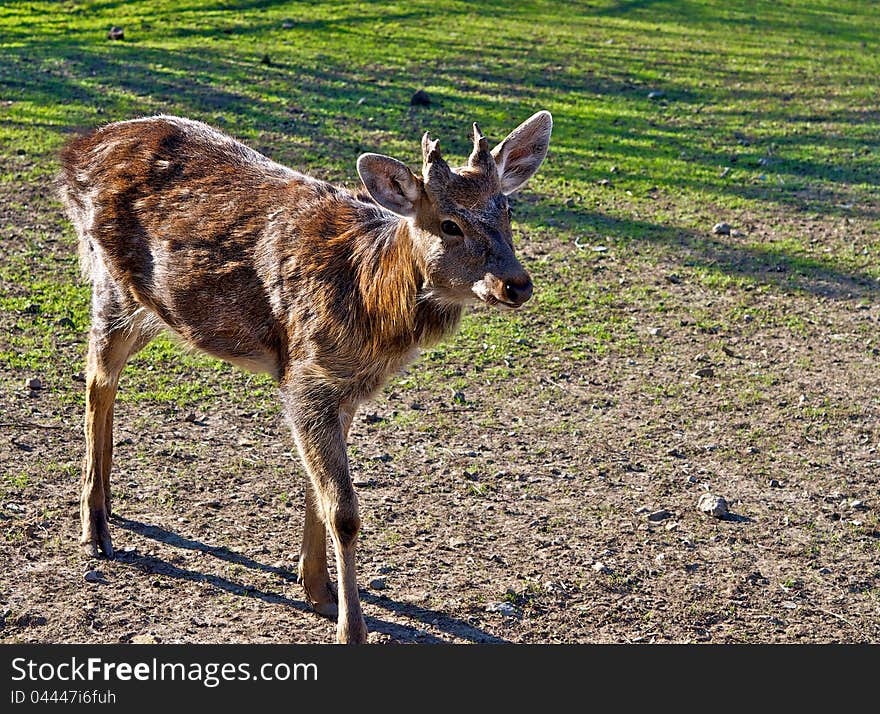 A young deer, with subtle horns, walk across the meadow in search of food. He basks in the rays of the autumn sun and prepare for winter. A young deer, with subtle horns, walk across the meadow in search of food. He basks in the rays of the autumn sun and prepare for winter.